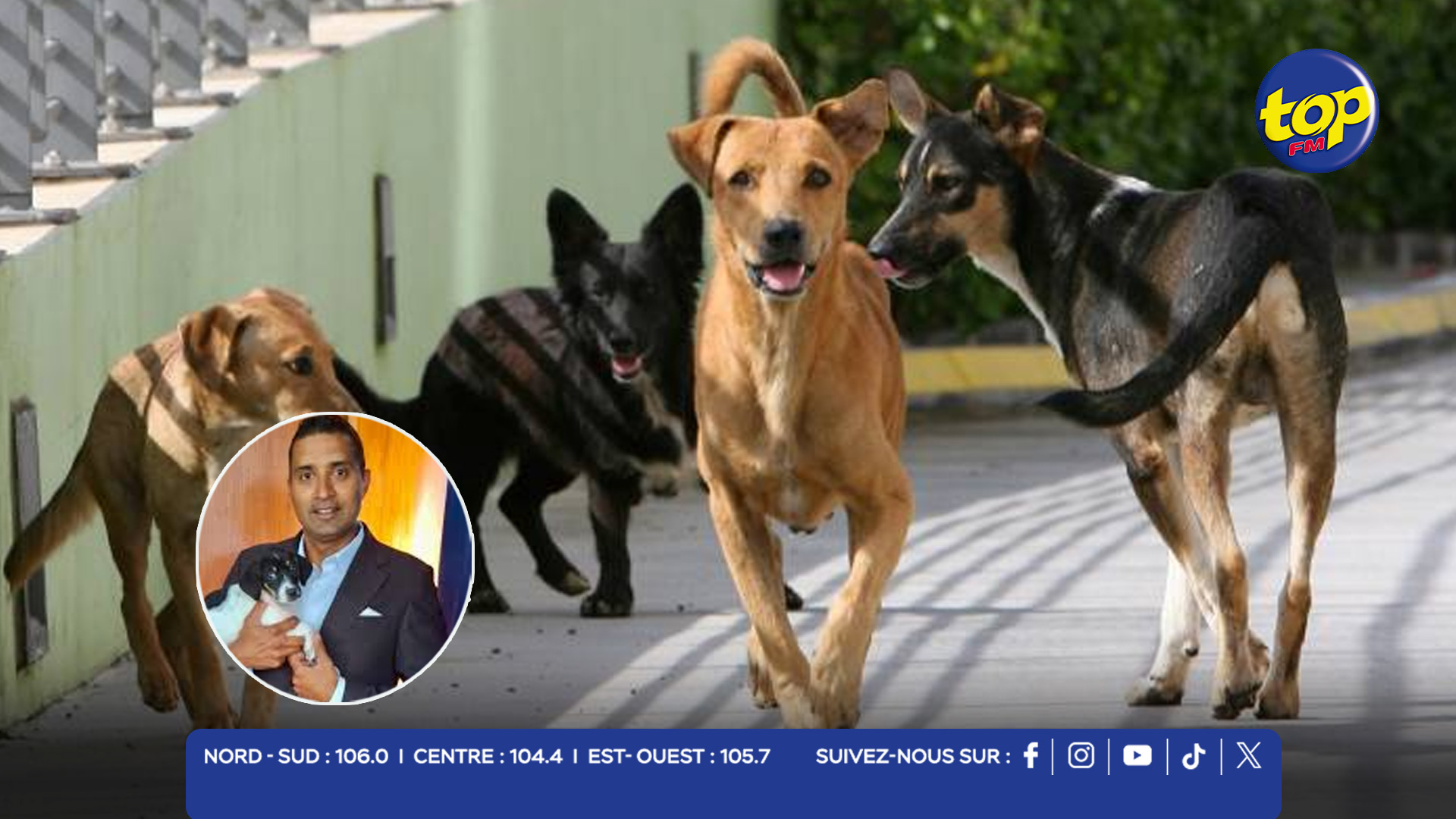 CHIENS ERRANTS CHIENS ERRANTS