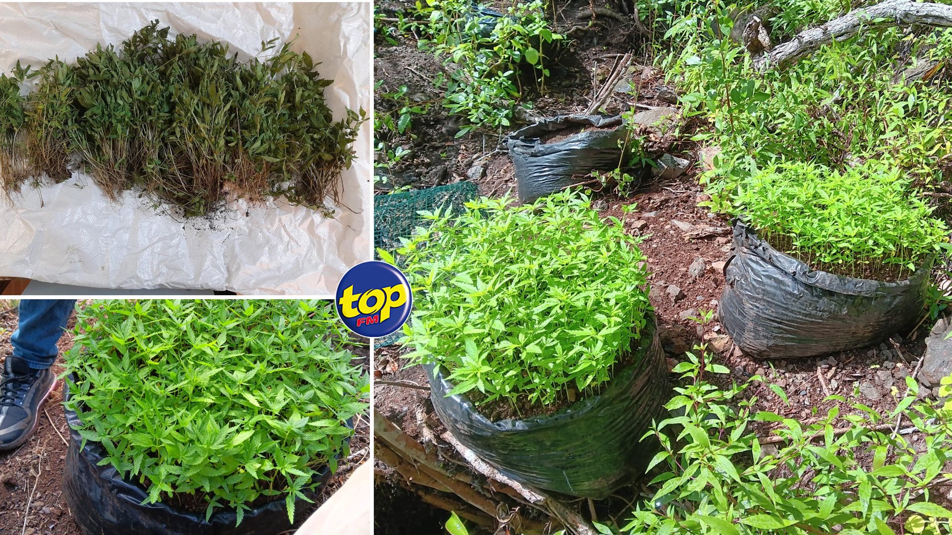  Rivi re Noire 2536 Plantes De Cannabis D racin s TOP FM Mauritius