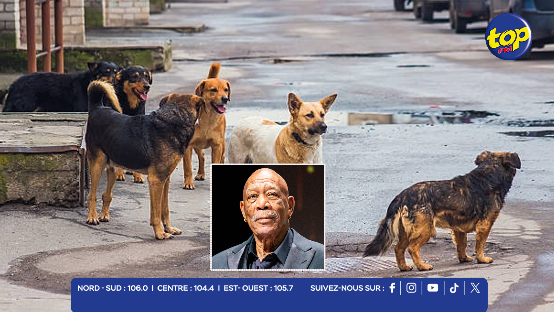 chiens errants chiens errants
