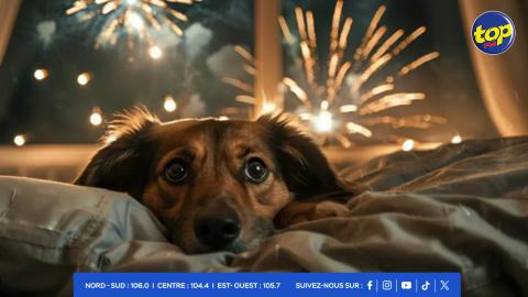 L’impact-des-feux-d'artifice-sur-les-chiens