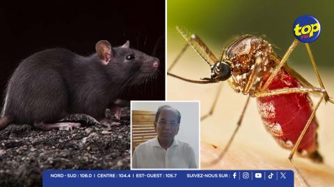 Leptospirose, dengue