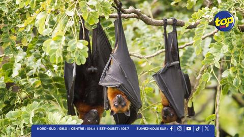 chauves-souris