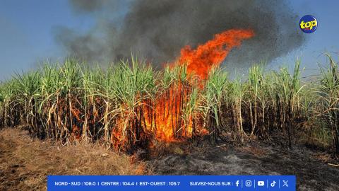 incendies dans les champs de canne à sucre