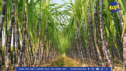 plantations-sucrières