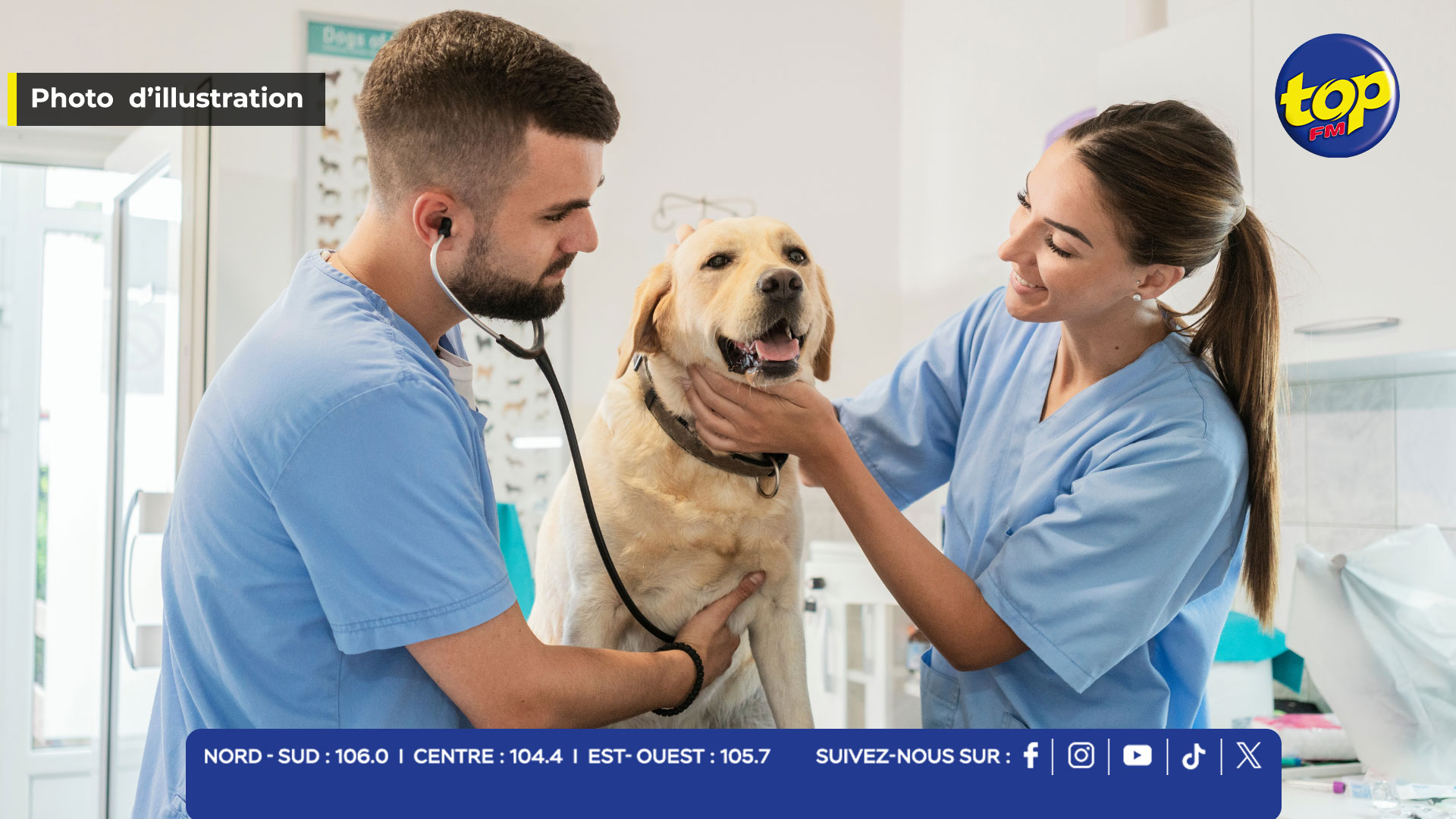 vétérinaires vétérinaires