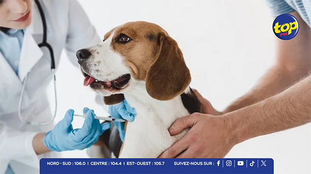 Enregistrement des chiens Enregistrement des chiens