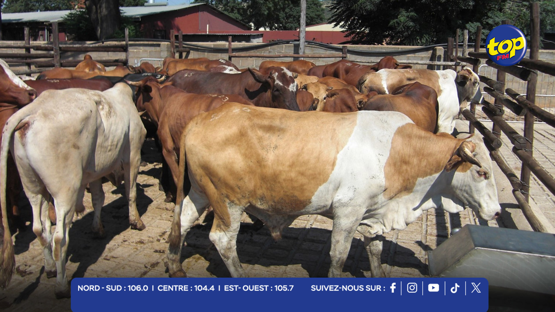 Fièvre aphteuse en Afrique du Sud Fièvre aphteuse en Afrique du Sud