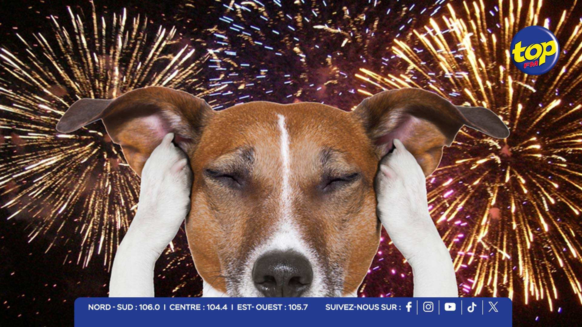 Pétards-et-feux-d’artifice-et-chien
