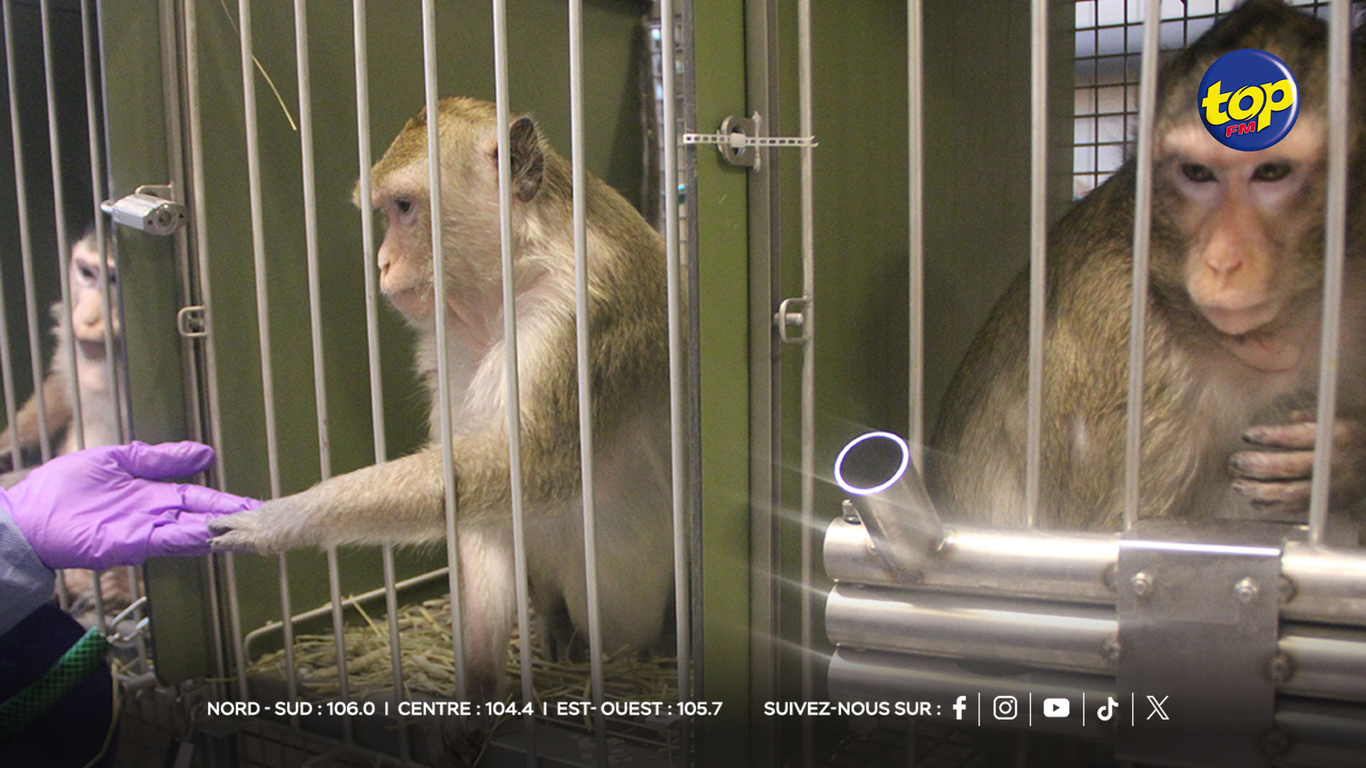 singes singes