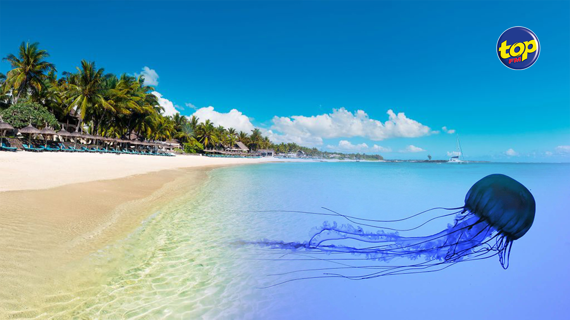 Sur La Plage De Belle Mare Pr sence Des M duses TOP FM Mauritius