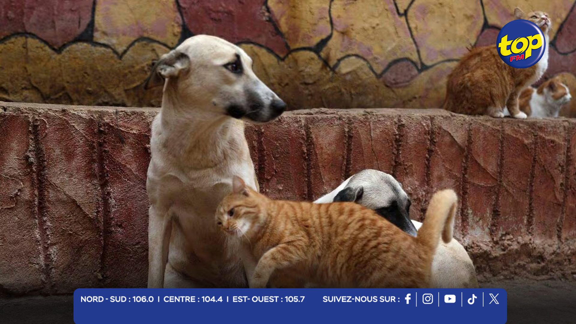 chiens et chats errants chiens et chats errants