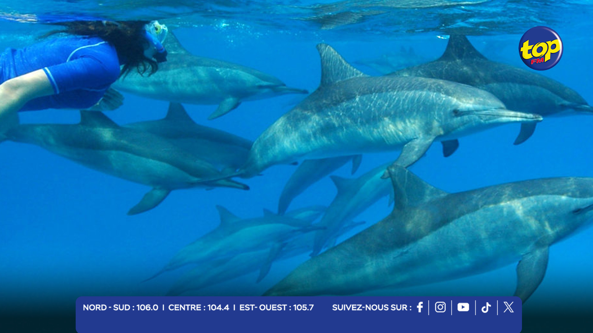 nage avec les dauphins et les baleines nage avec les dauphins et les baleines