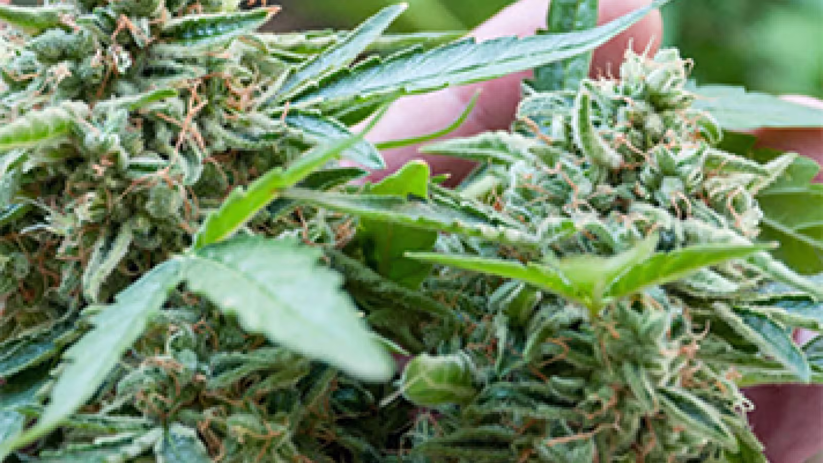 À Choisy : 88 plants de cannabis déracinés par l’ADSU