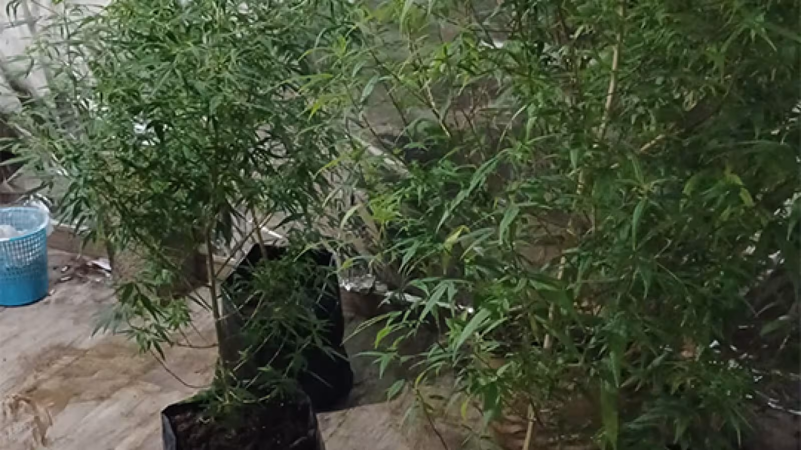 À Quatre-Bornes : un cultivateur de cannabis arrêté 