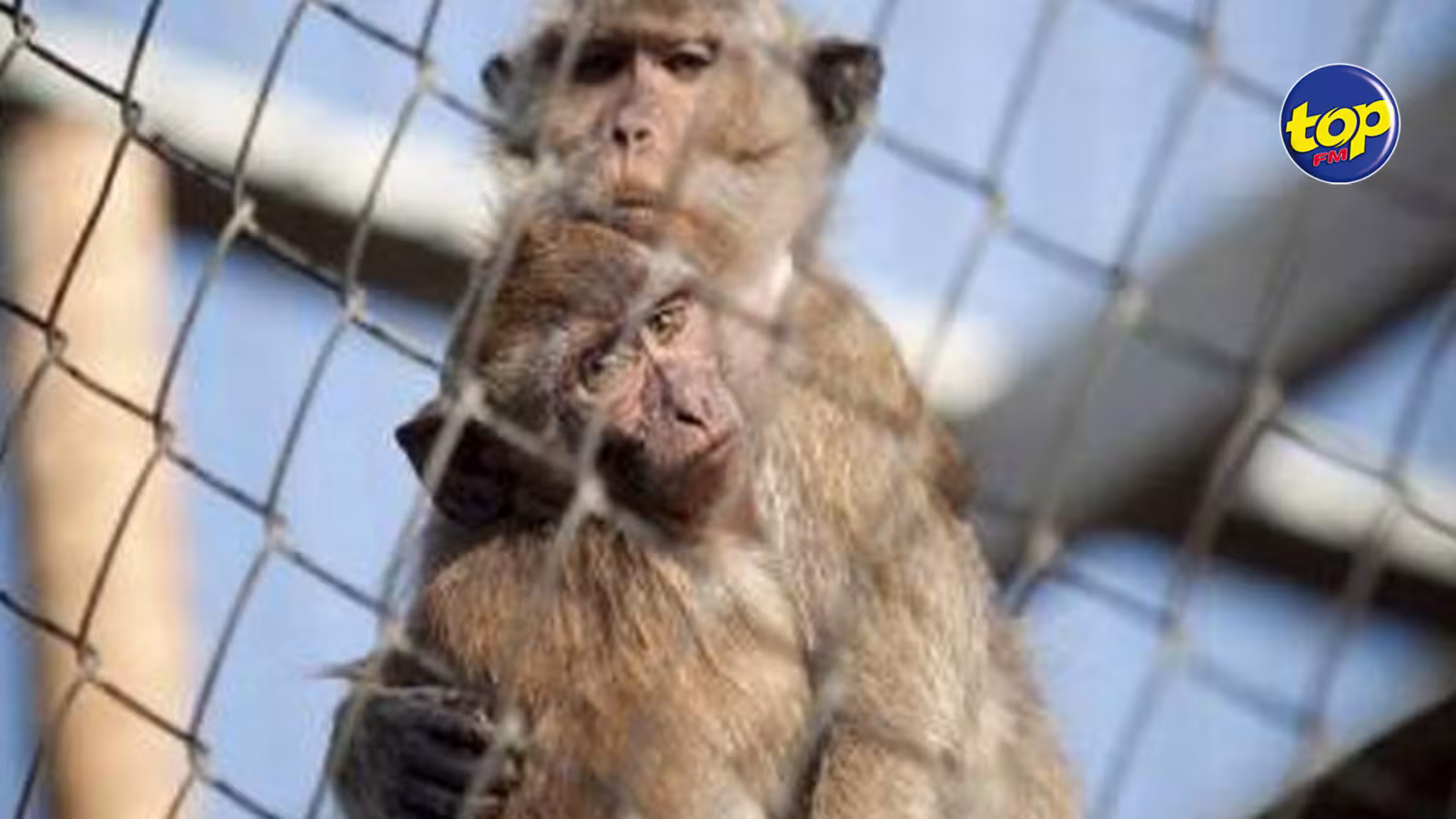 900 singes exportés aux États-Unis en deux jours : Malgré sa réputation « d’île de vacances paradisiaque », Maurice joue un rôle crucial dans le commerce mondial de macaques à longue queue, pour la recherche et les tests de toxicité