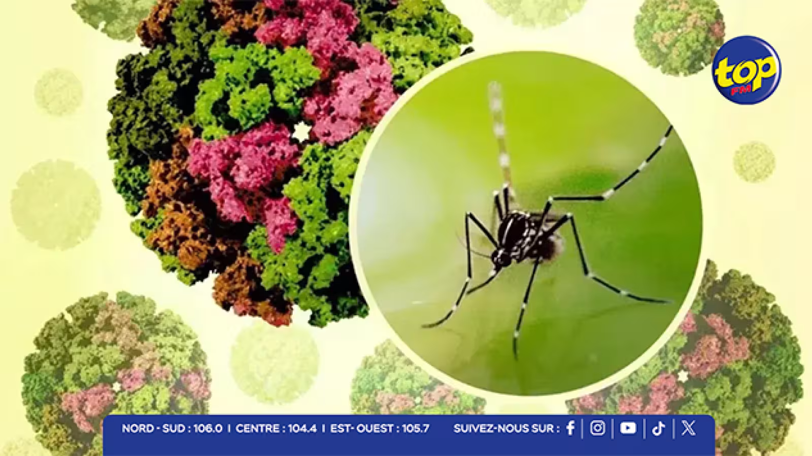 Chikungunya : Des centaines de cas enregistrés chaque jour, les autorités sanitaires appellent à la vigilance