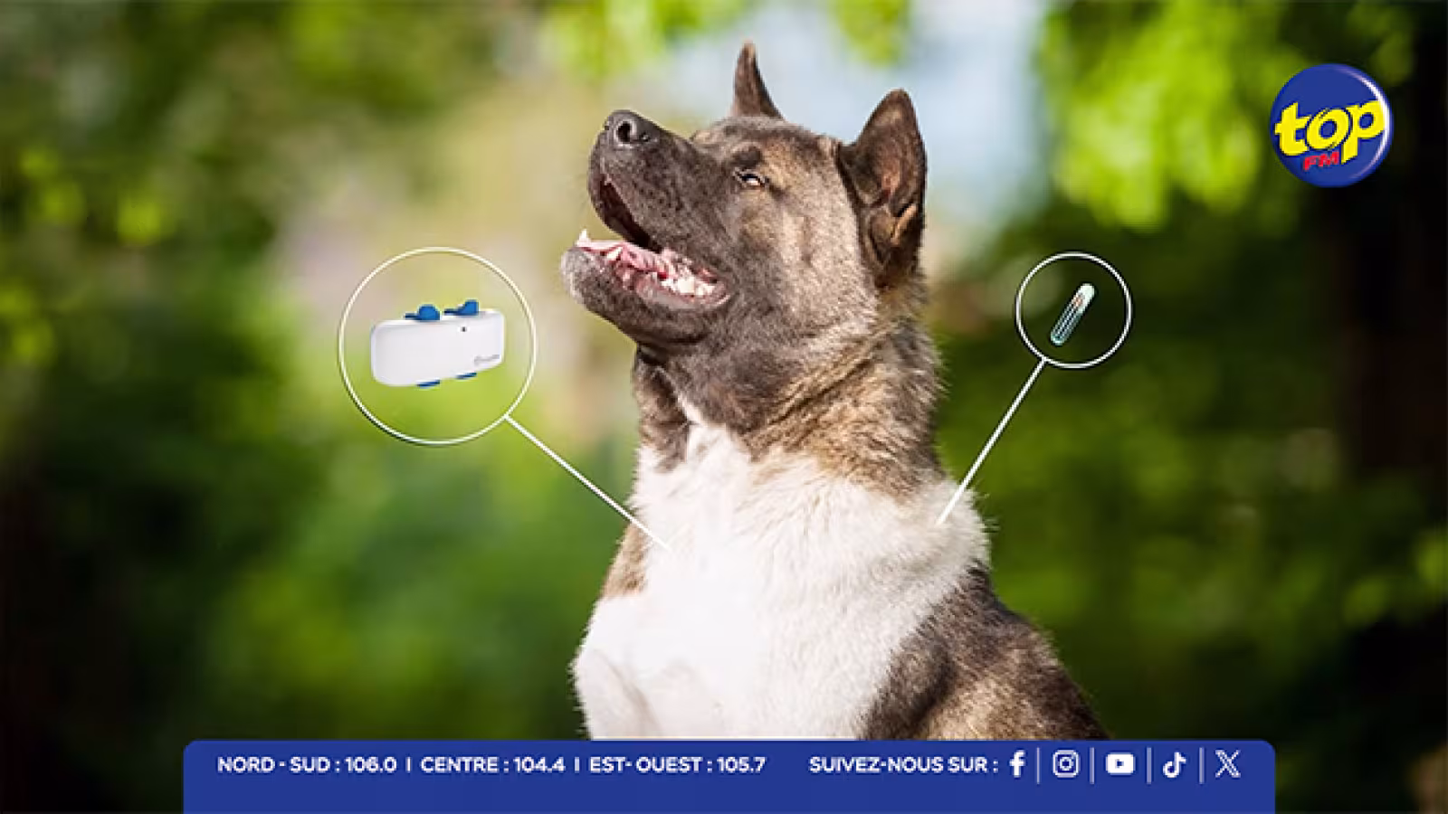 Micropuçage des chiens : lancement de l’exercice au poste de police de Grand-Baie