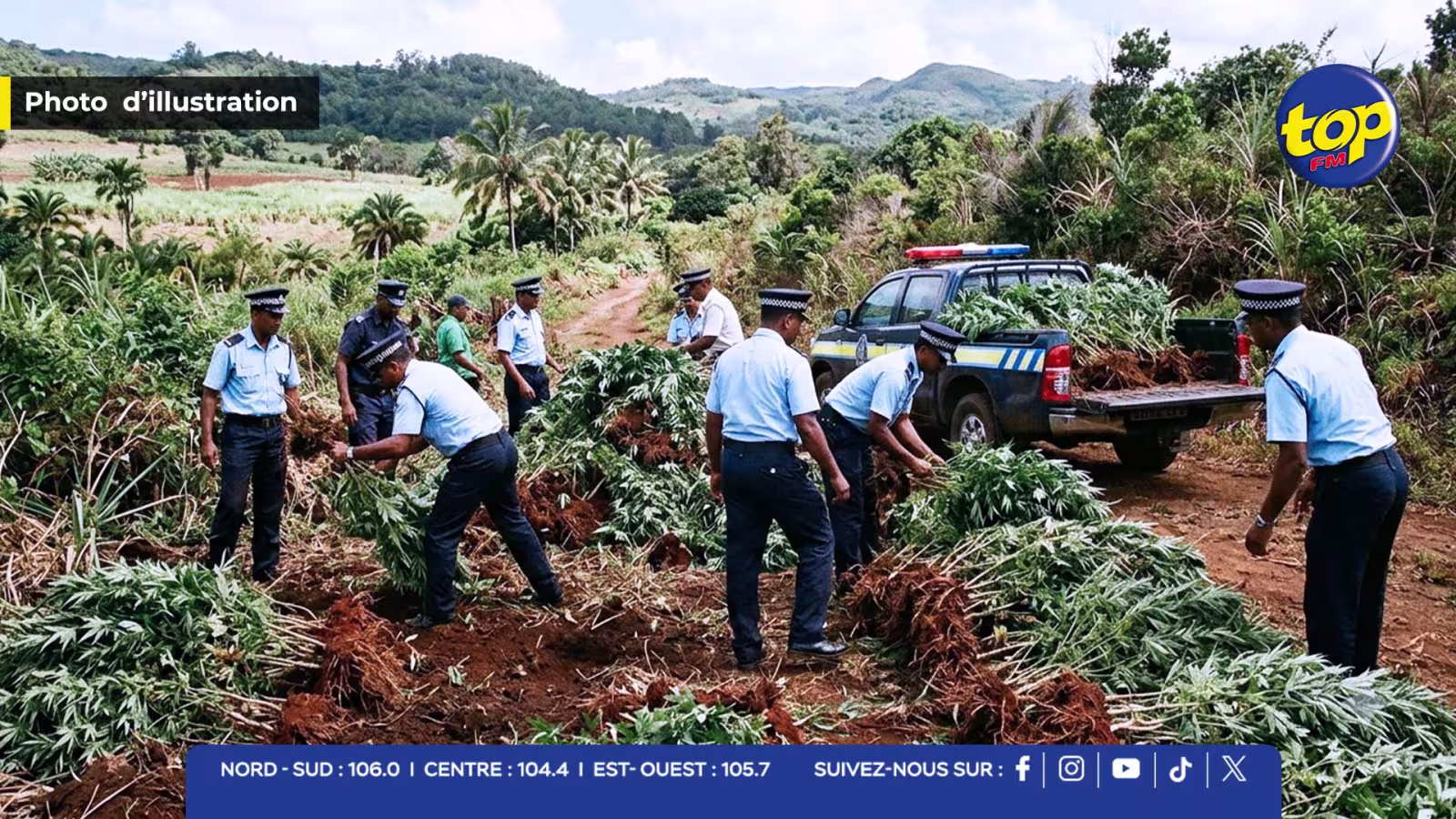 Chamouny et Surinam : 392 plants de cannabis déracinés lors de deux opérations policières