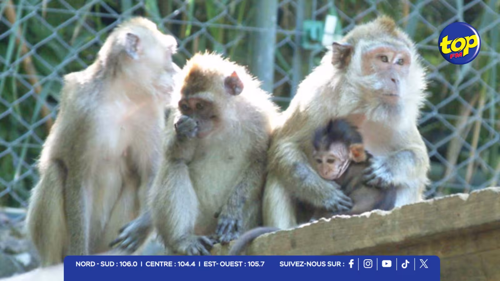 Macaques saisis à Jin Fei en 2023 : zones d’ombre sur le sort de plus de la moitié des primates 