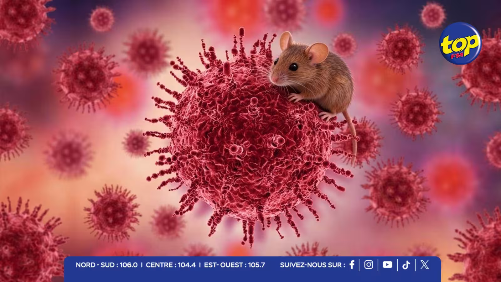 Alerte à l’hantavirus : douze soignants confinés après une faille sanitaire aux Pays-Bas 