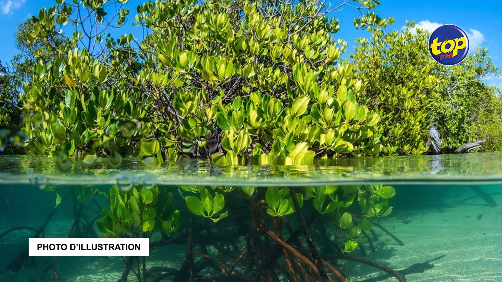 Constat en cette journée internationale de la conservation de l’écosystème des mangroves : “trop de plantations de mangroves sont détruites, elles doivent être déclarées « marine protected areas, » conseille Sunil Dwarkasing