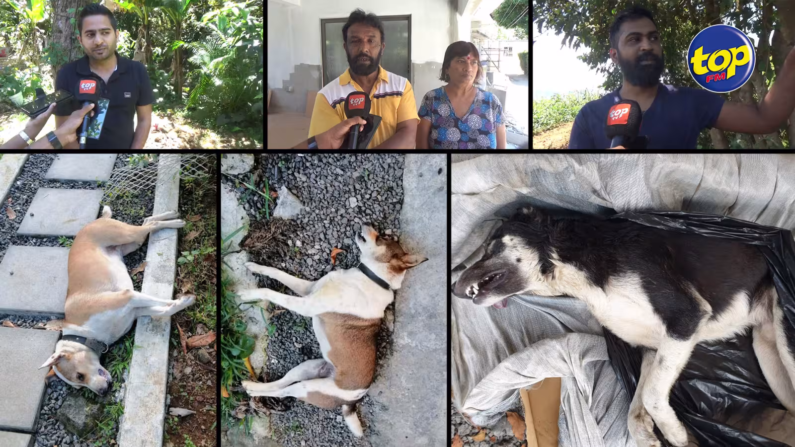 Plus de 30 chiens retrouvés morts dans la région de St Paul : Les habitants soupçonnent un acte criminel