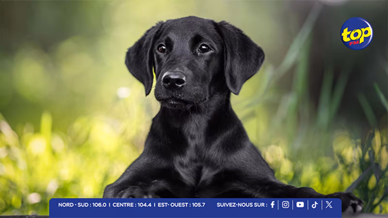 Disparition mystérieuse de chiens à Le Goulet : une ONG et un hôtel au cœur des soupçons... la MSAW et la police enquêtent
