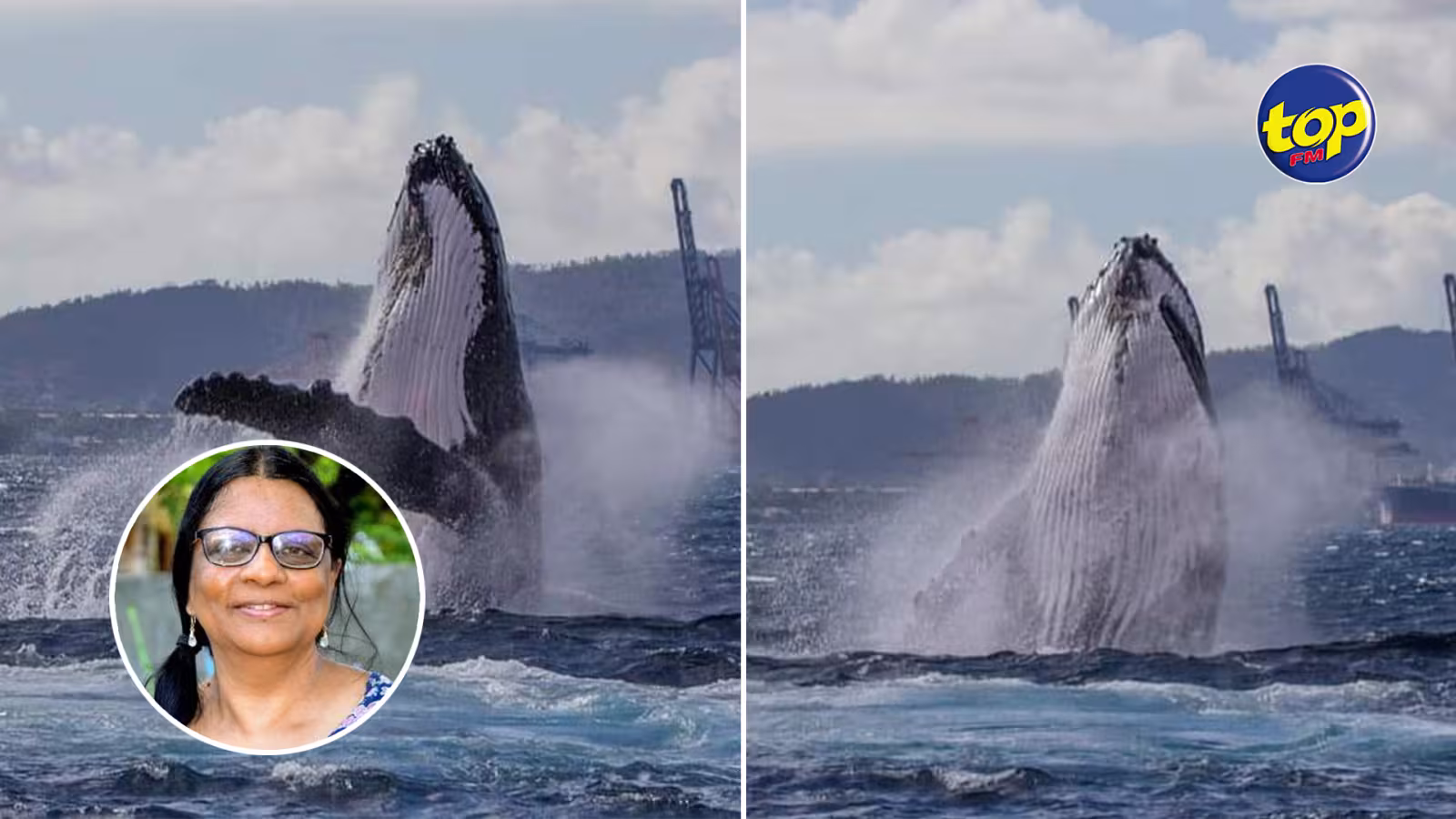 Une baleine vue dans le port à Maurice ; La Platform Moris Lanvironnman tire la sonnette d’alarme : « Ena beaucoup menaces et risques pu sa bane zanimaux la, ki causer par trafic maritime », déplore Adi Teelock