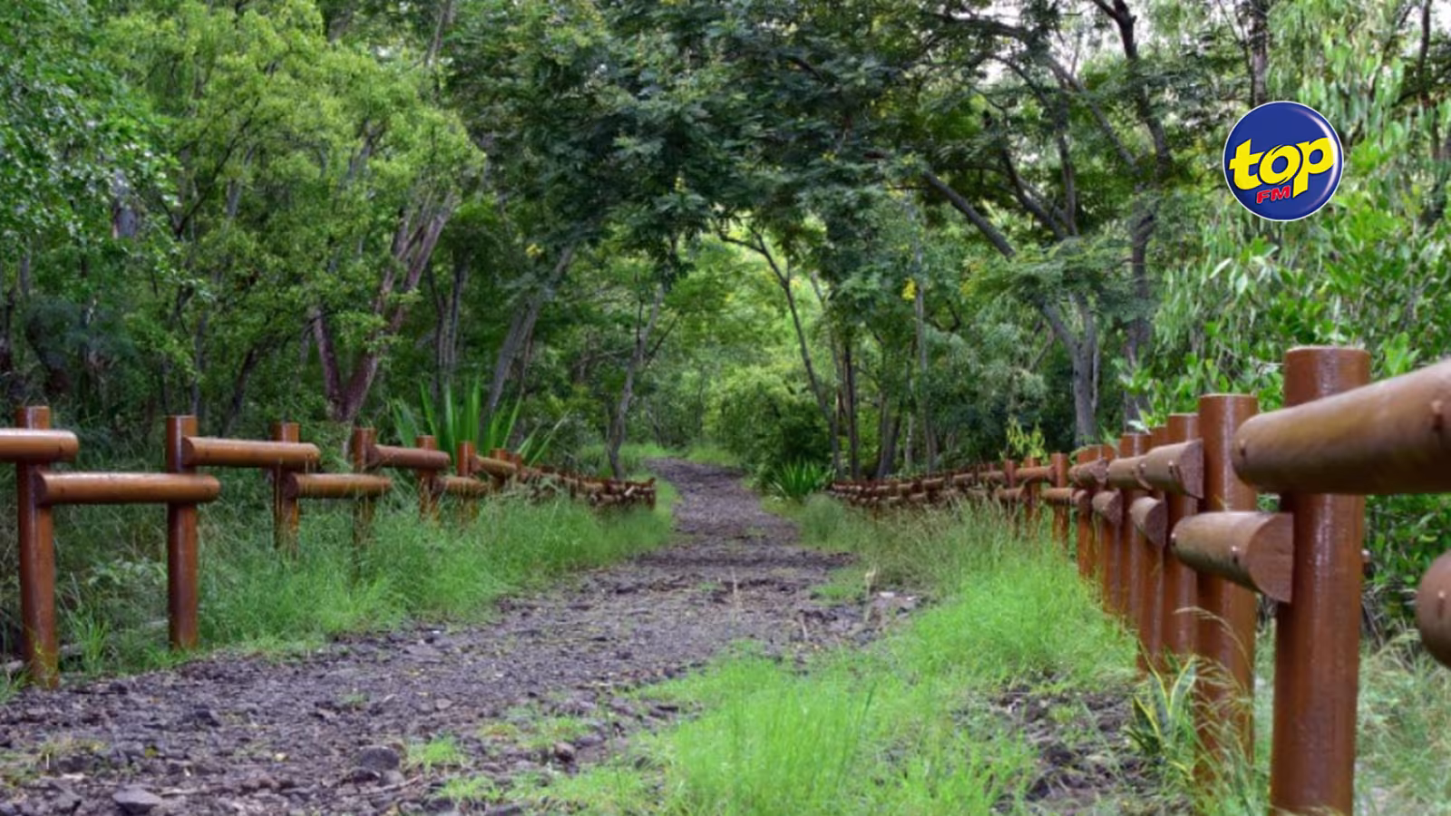 Au Dauguet, Tranquebar : 16 arbres de bois de santal abattus illégalement et emportés