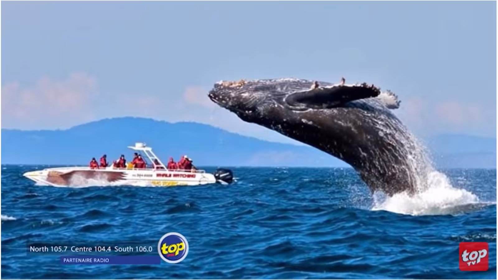 Les baleines à bosse de retour dans les parages de Maurice