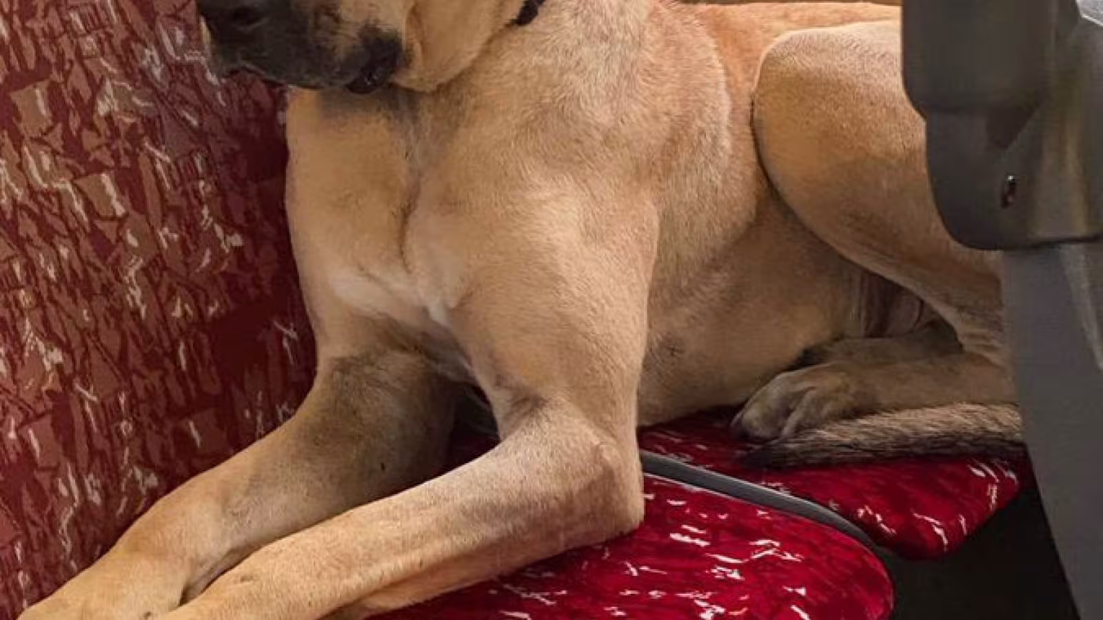 Boji le chien errant qui fait du tourisme à longueur de journée