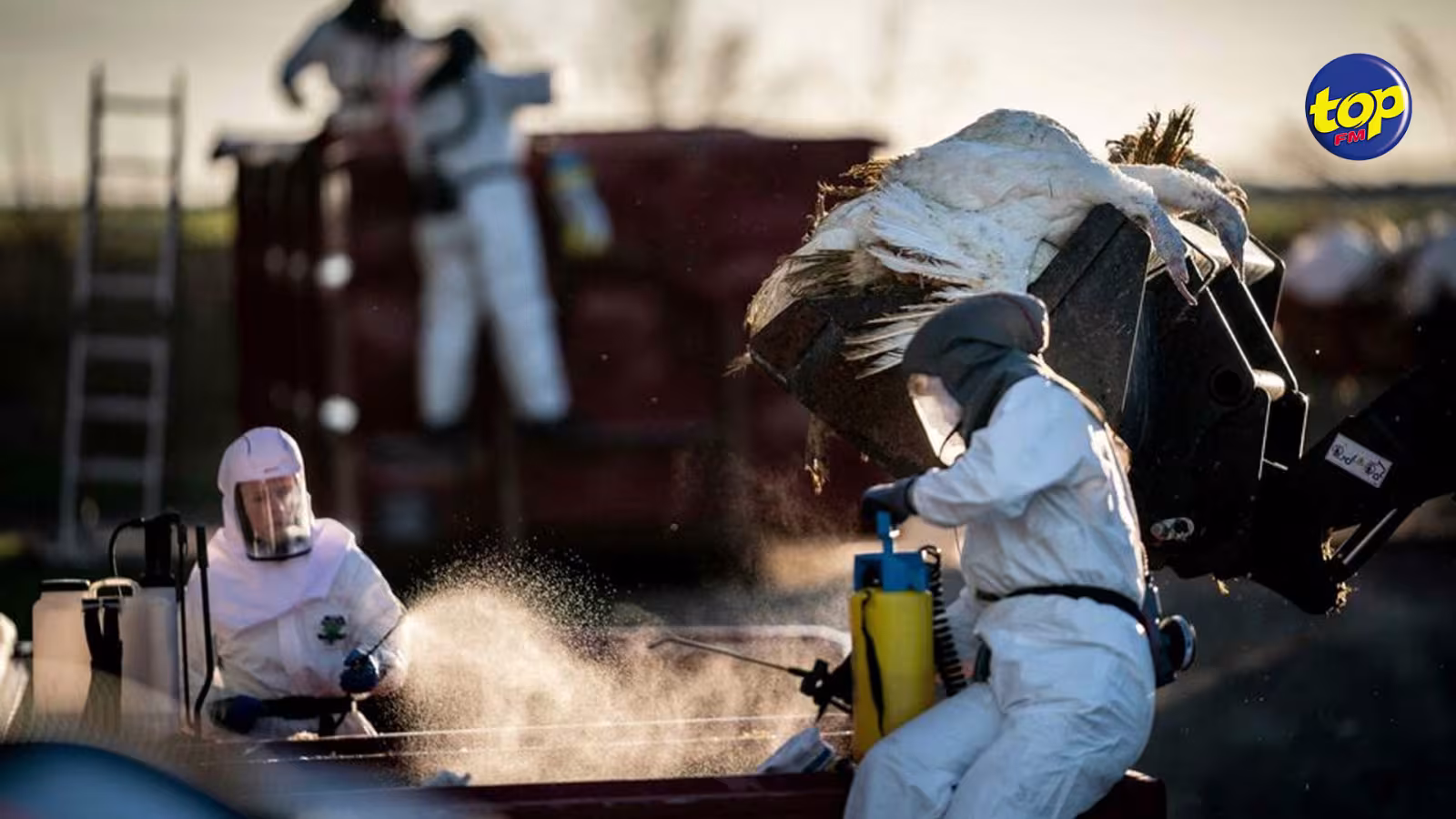Cas humain de grippe aviaire détecté au Royaume-Uni