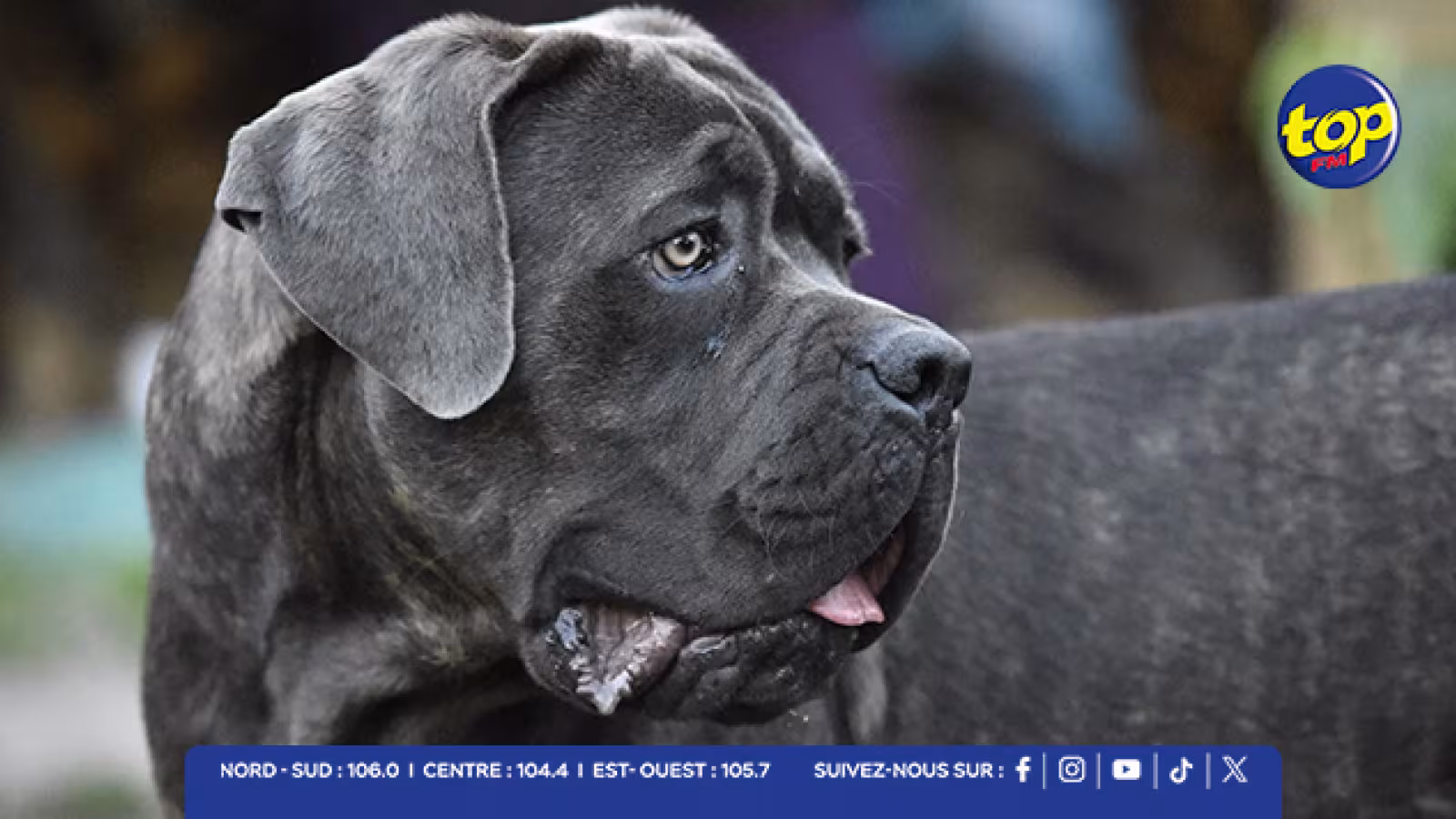 Surinam : deux chiens Cane Corso agressent des habitants, une victime dans un état critique