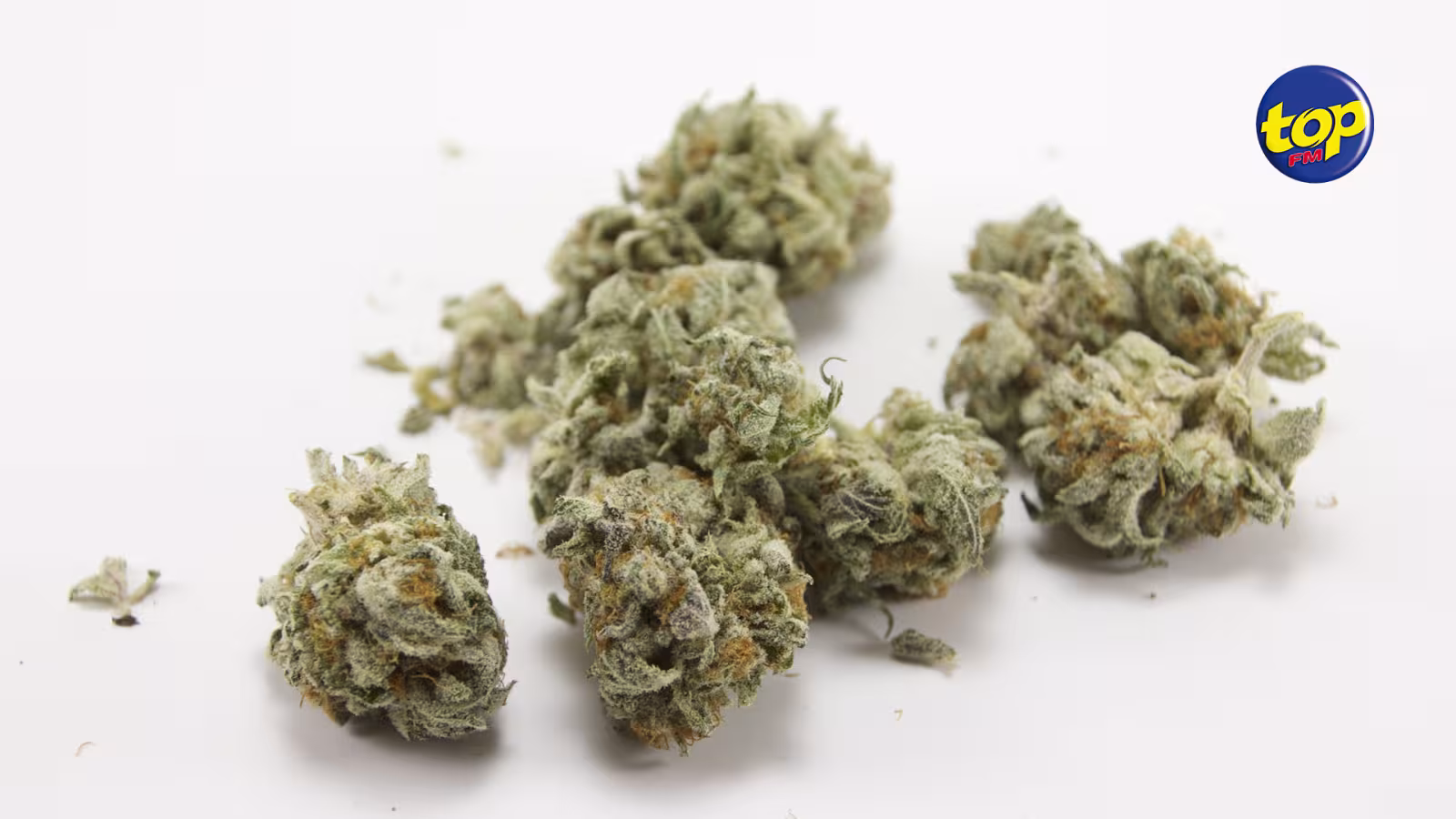 Trafic de drogue : Un homme arrêté à son domicile en possession de cannabis