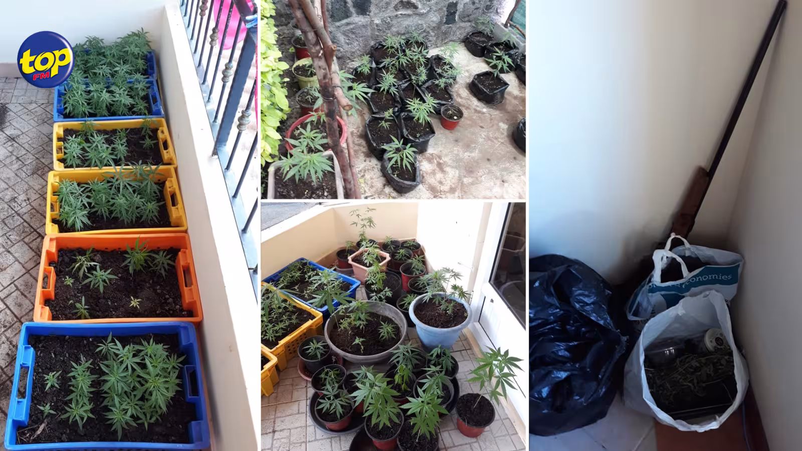 Dans une résidence privée à Tamarin : Des plantes de Cannabis et un fusil saisi