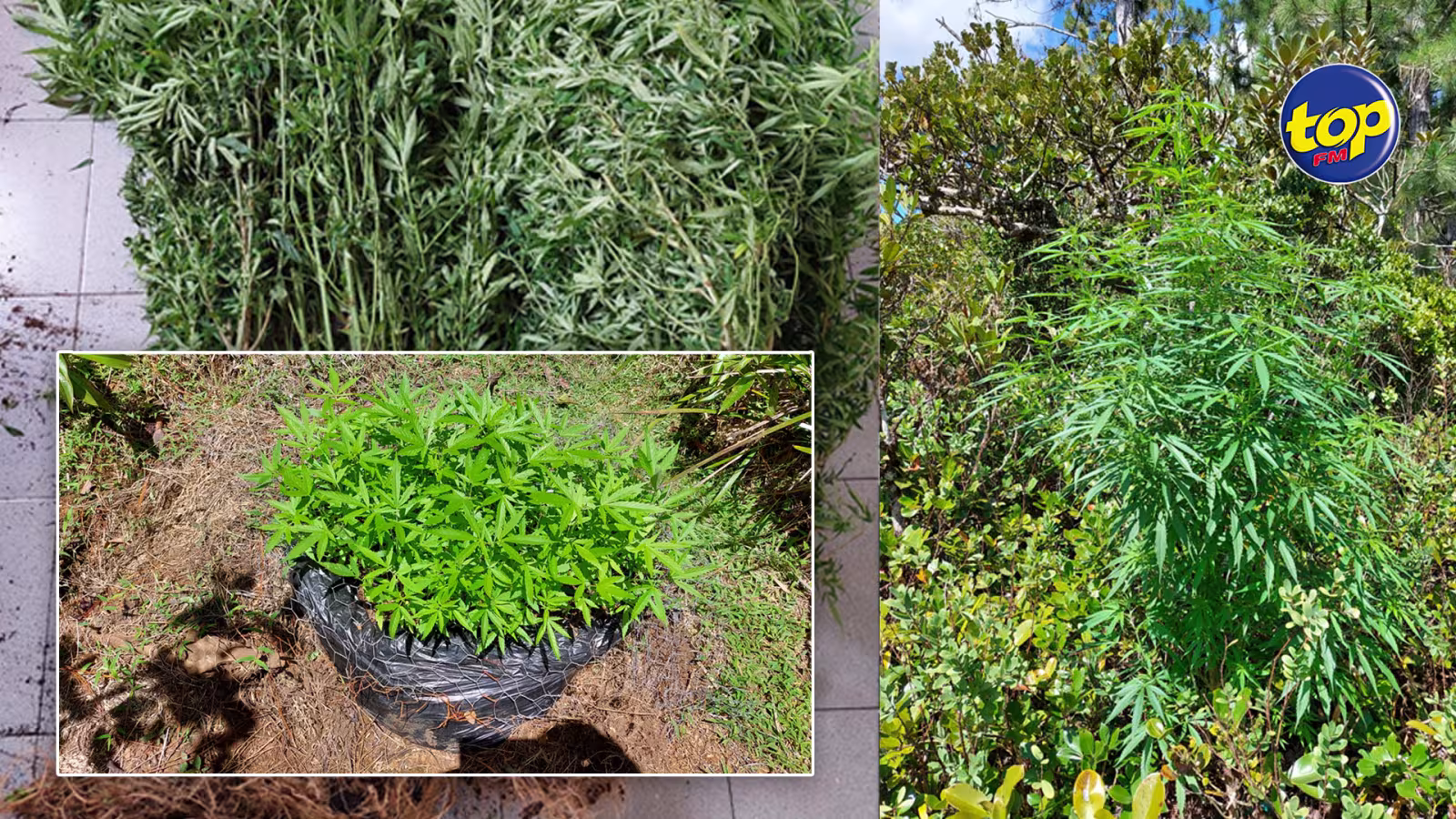 À Pétrin : 470 plants de cannabis déracinés