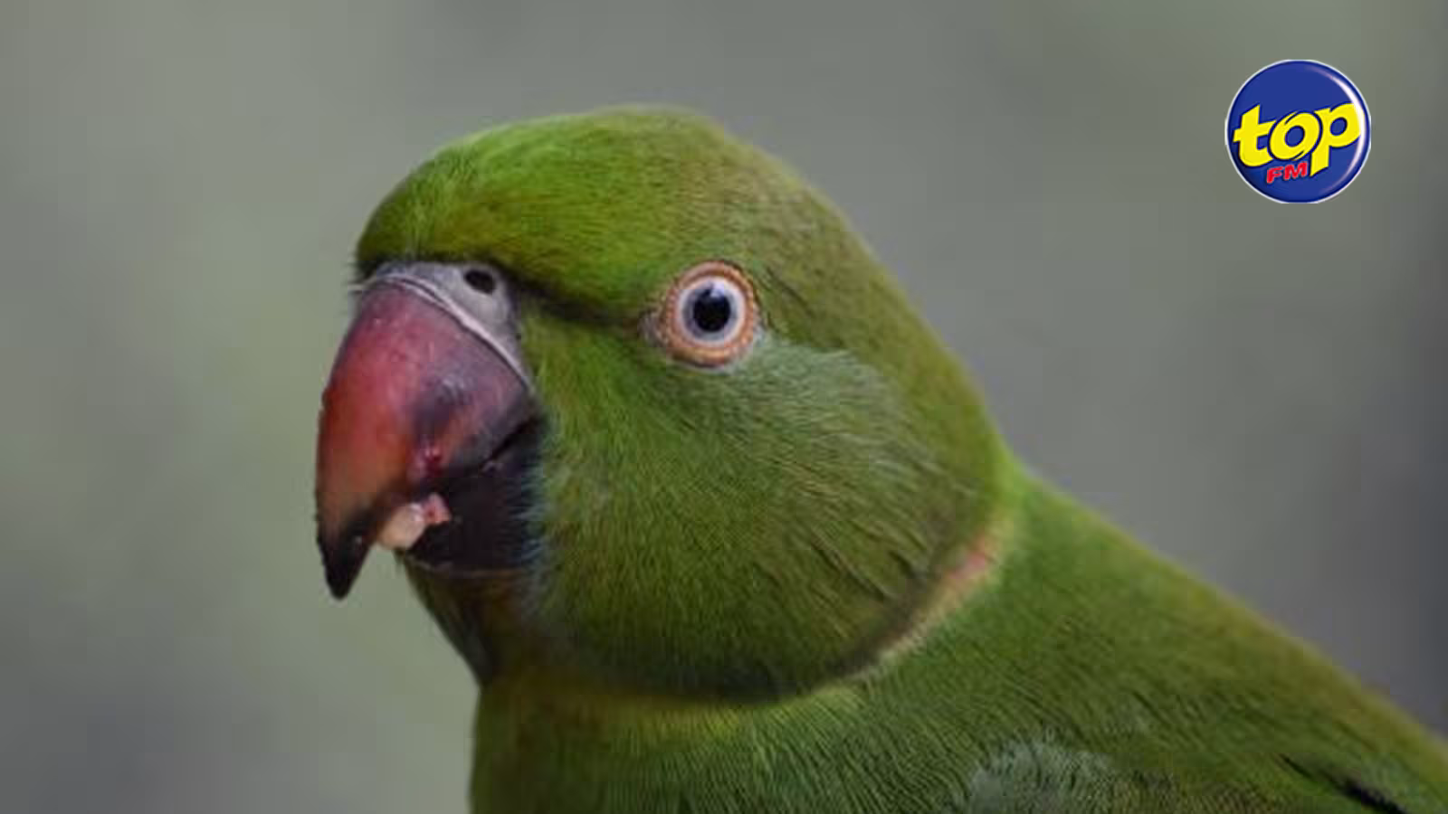 Dans le Nord: vol de 15 oiseaux d’une valeur de Rs 350 000