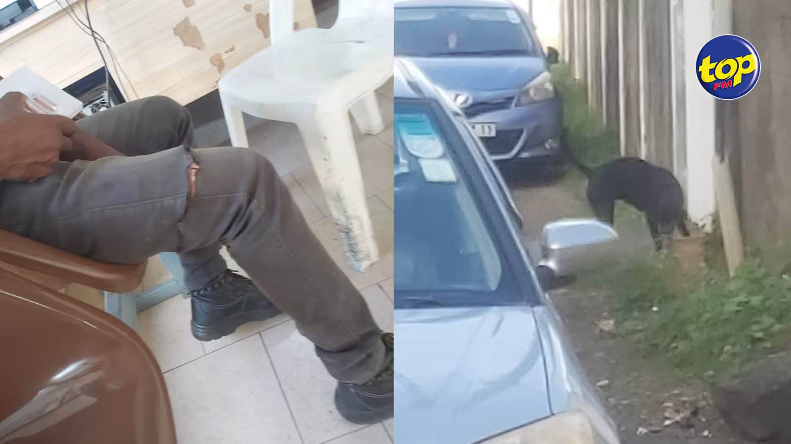 À proximité du poste de police de  Mahebourg: Un homme mordu par un chien , « ma déposition n’a pas été consignée correctement », se plaint-il