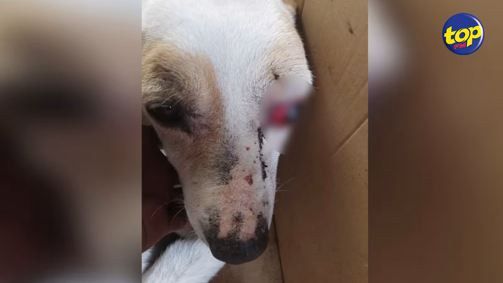 Il a été attaqué en pleine rue par un chien, puis agressé par le propriétaire du canin: « Je vais de l’avant avec cette affaire parce que je n’ai rien fait de mal », affirme la victime, Emanuel Charlot
