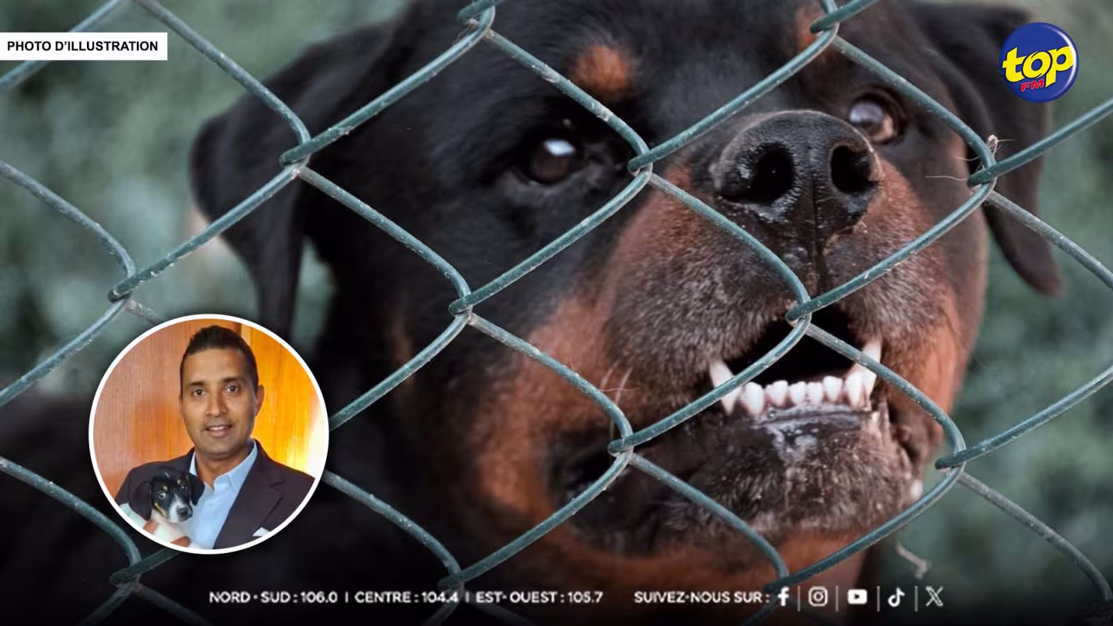 Élevage illégal de chiens dangereux : la MSAW met en garde ceux qui transgressent la loi