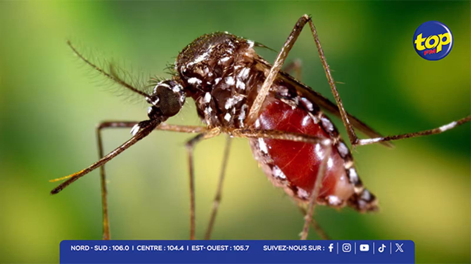 Chikungunya : reprise active de la circulation du virus à La Réunion, vigilance renforcée à Maurice