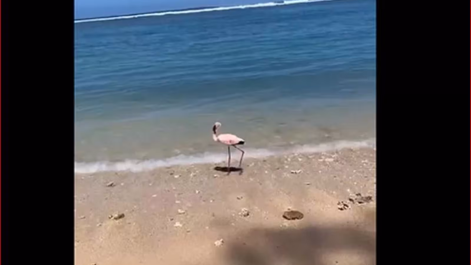 Un flamant rose aperçu à La Réunion pour la première fois depuis 15 ans