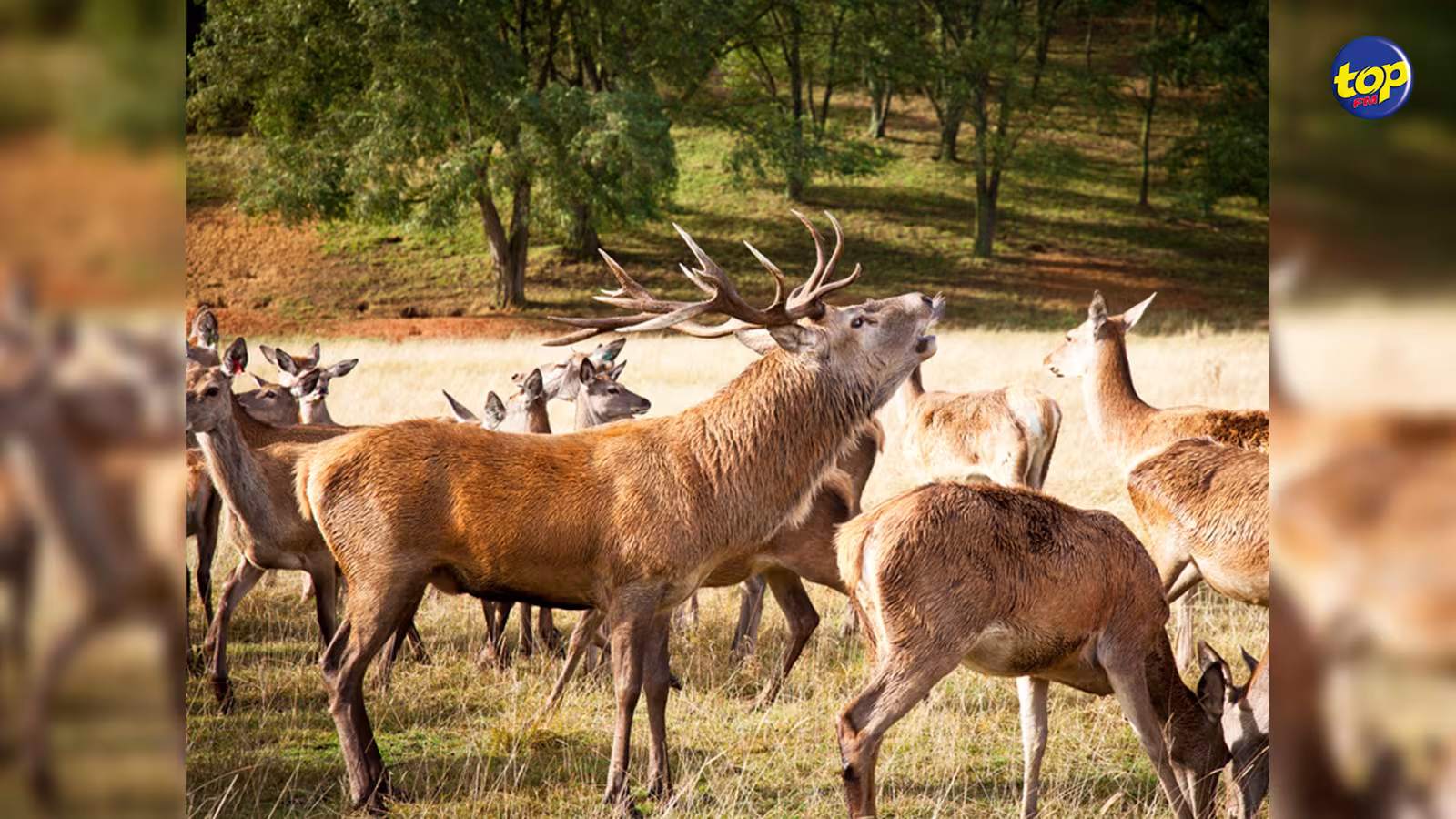 Amendes totalisant de Rs1, 4 millions imposés par la Competition Commission à cinq producteurs de cerfs pour non-respect de la loi