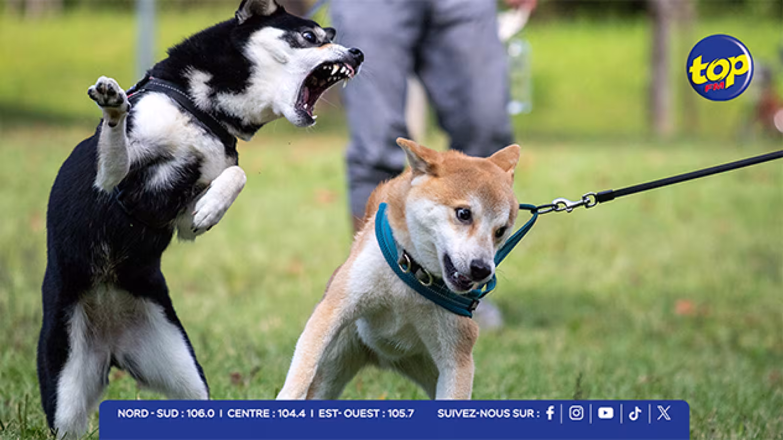 Crève-Cœur : une femme de 78 ans hospitalisée après avoir été prise pour cible par quatre chiens