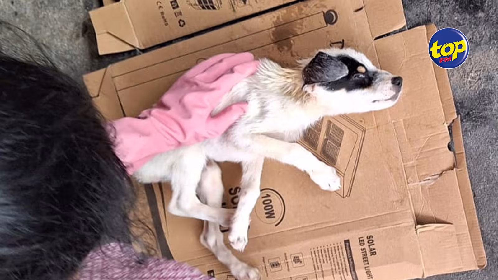 SOS de Deepak de Rivière des Créoles qui a secouru un chiot dont la santé s’est détériorée : depuis 11 jours j’ai lancé un appel à l’aide, j’ai meme contacté la MSAW, dit-il, avec découragement