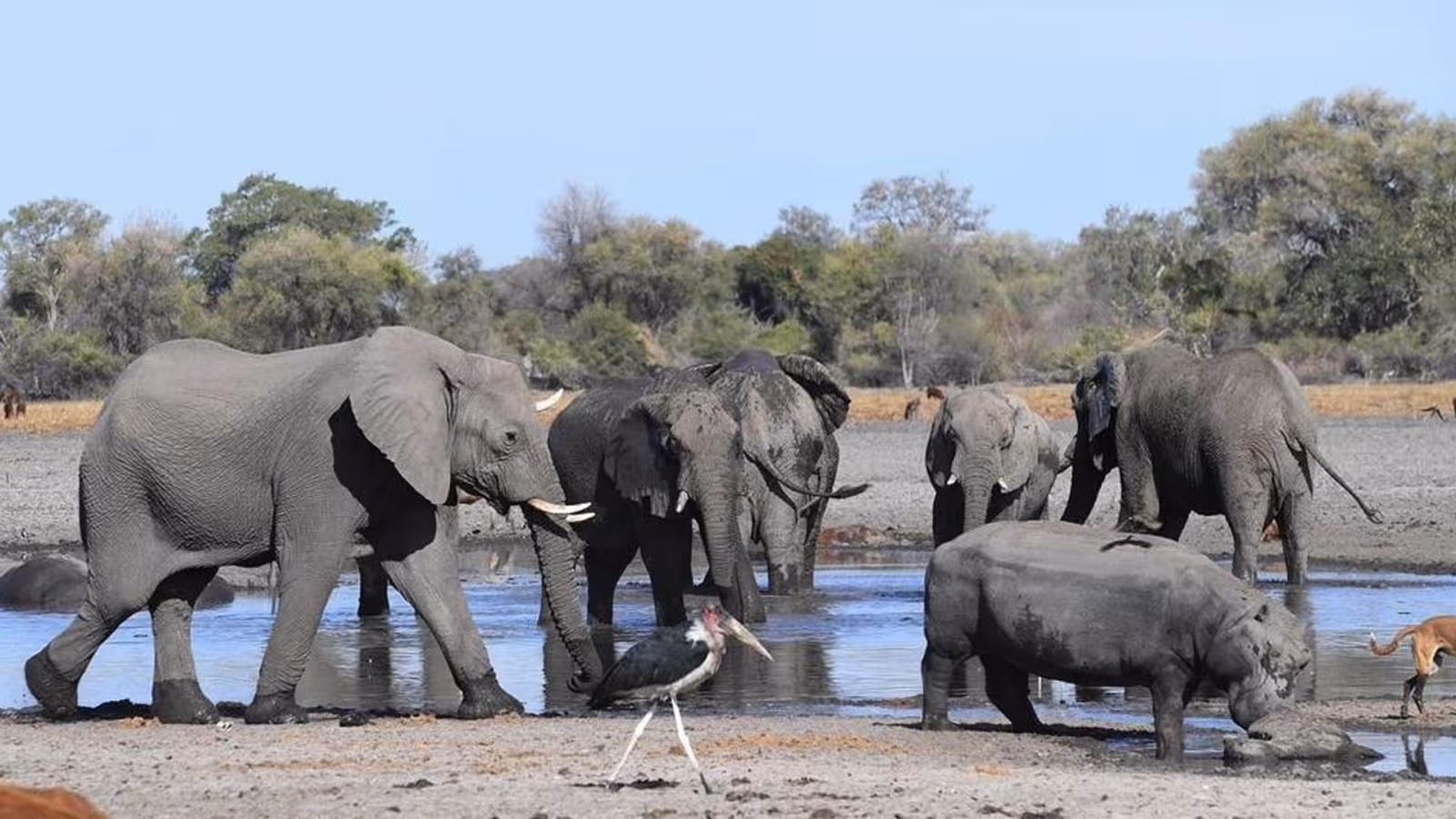Des centaines d’éléphants sont morts mystérieusement au Botswana: la cause vient d’être découverte