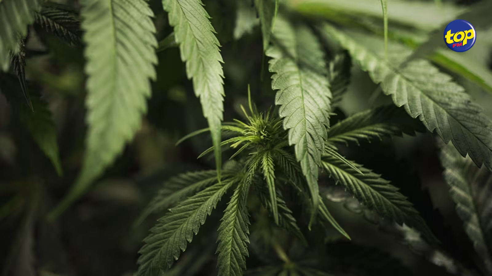 À Vuillemin : un homme de 48 ans arrêté pour possession de drogue