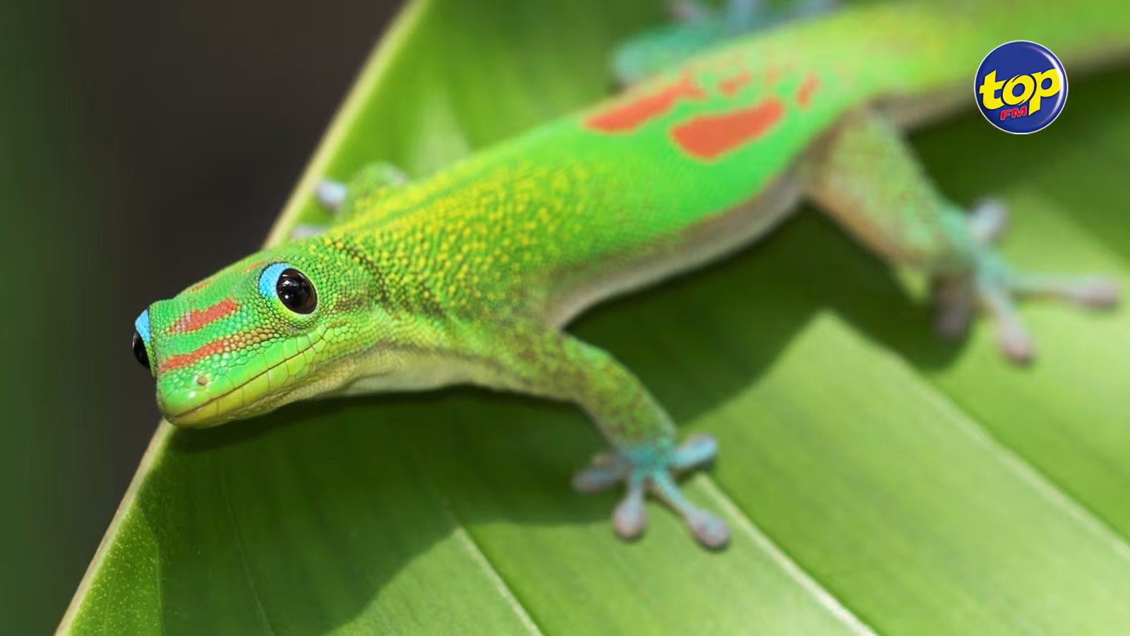 Pour les protéger : des geckos déplacés de Coin de Mire à l’île Ronde puis ramenés au point de départ