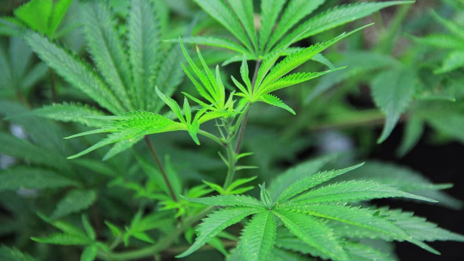 Des composés du cannabis empêchent le virus de pénétrer les cellules humaines
