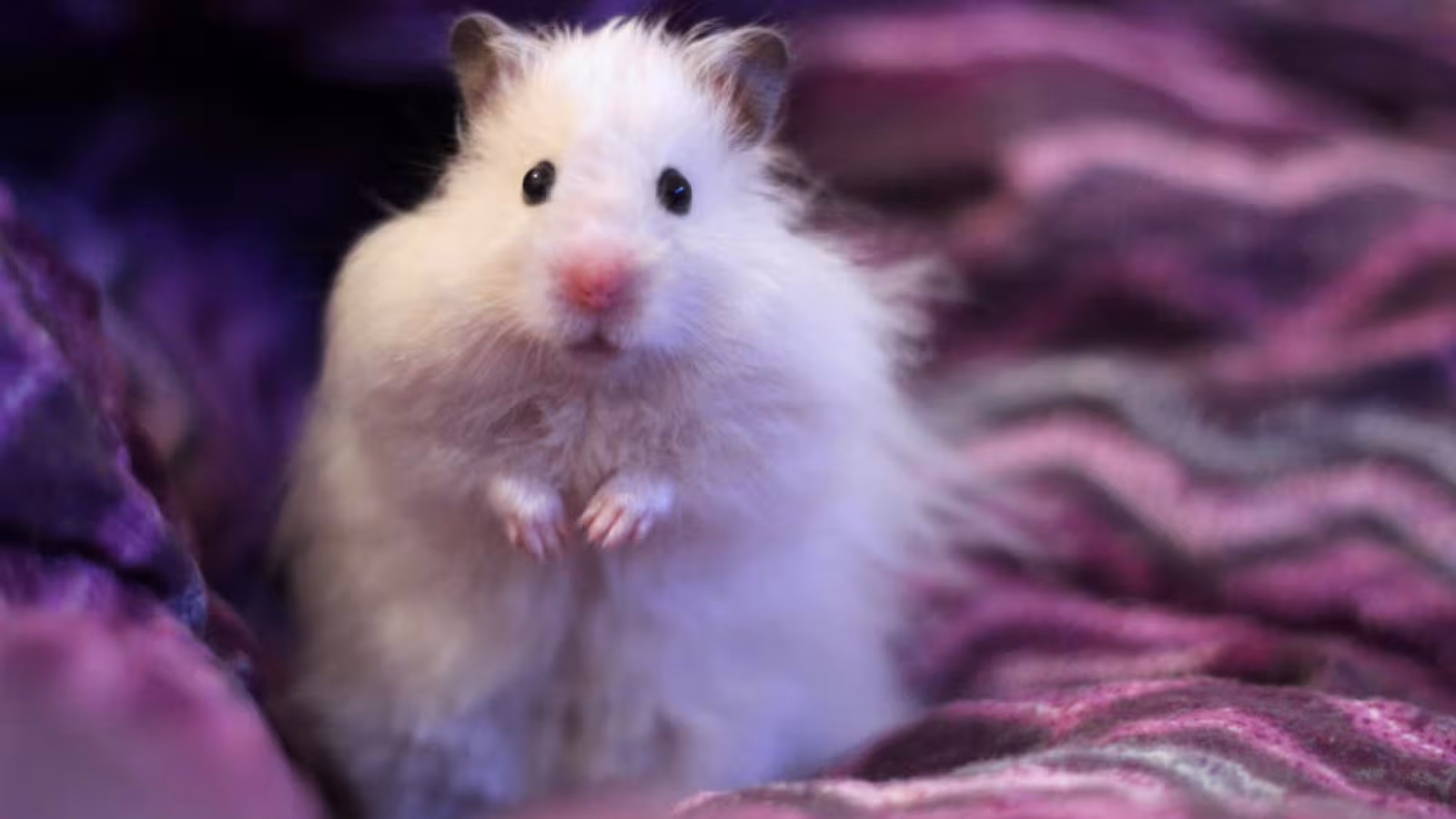 Hong Kong va tuer 2 000 hamsters après la découverte de Covid-19 chez des rongeurs